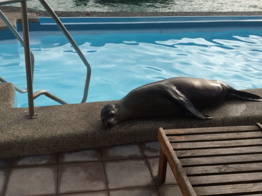Seelöwe am Pool meines Hotels auf der Insel Santa Cruz