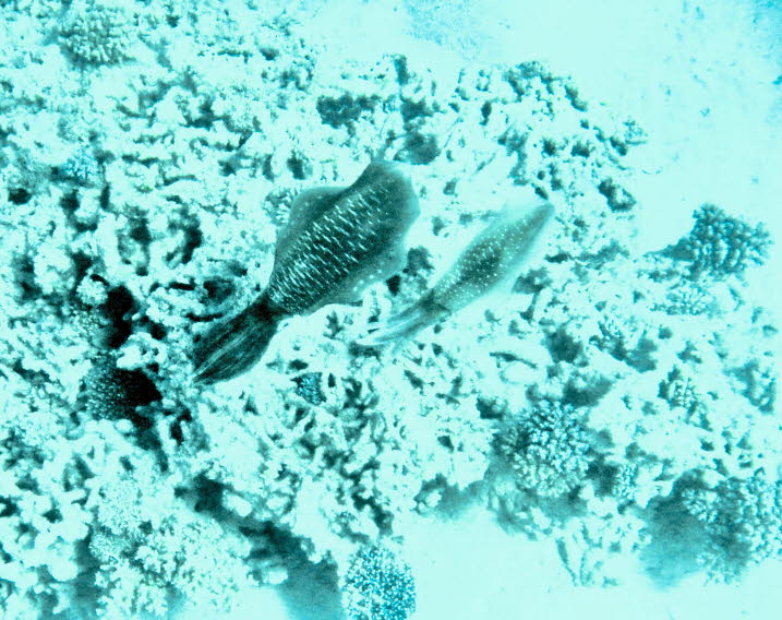 Sepien: Tintenfisch, einer von mehreren marinen Kopffern der Ordnung Sepioidea, verwandt mit Oktopus und Tintenfisch und gekennzeichnet durch eine dicke innere verkalkte Schale namens Sepia. Die ungefhr 100 Arten von Tintenfischen sind zwischen 2,5 und