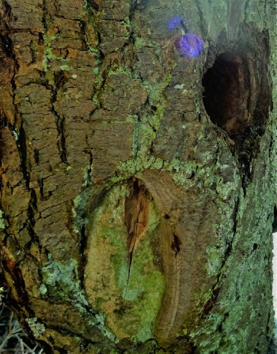 Spechthöhle im morschen Pflaumenbaum 
