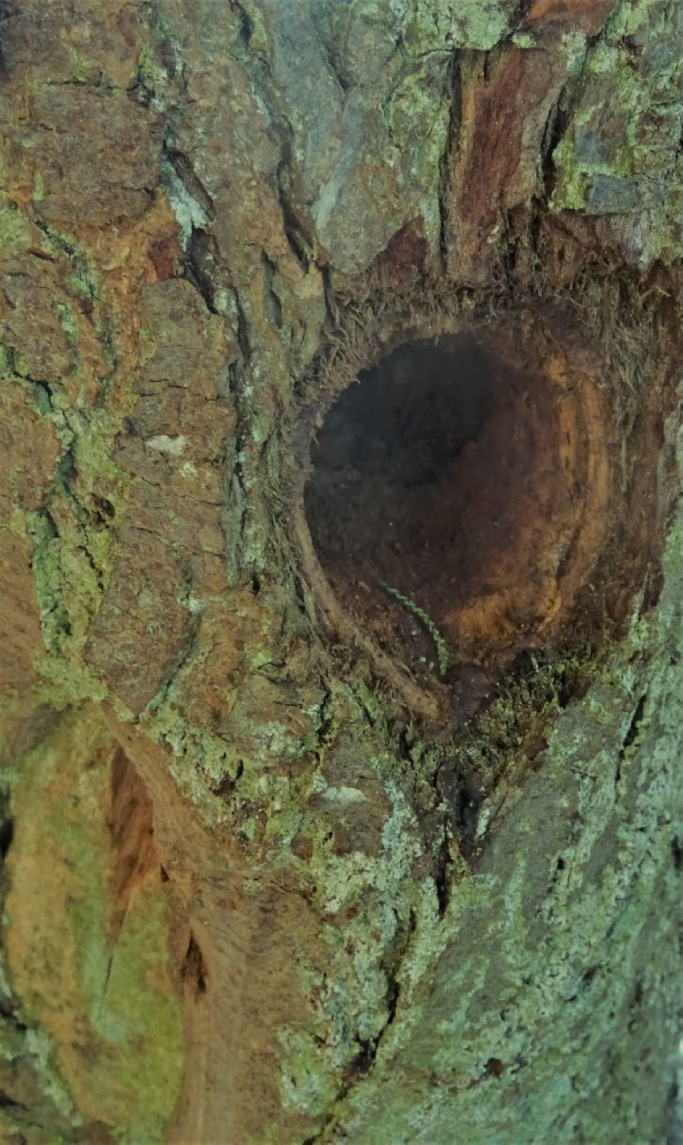 Spechthöhle im morschen Pflaumenbaum