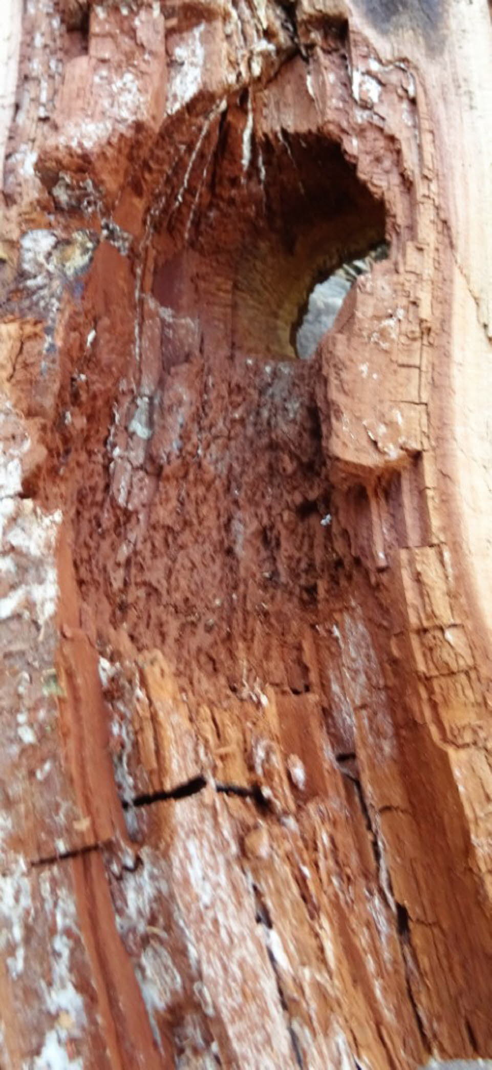 Spechthöhle im morschen Pflaumenbaum 