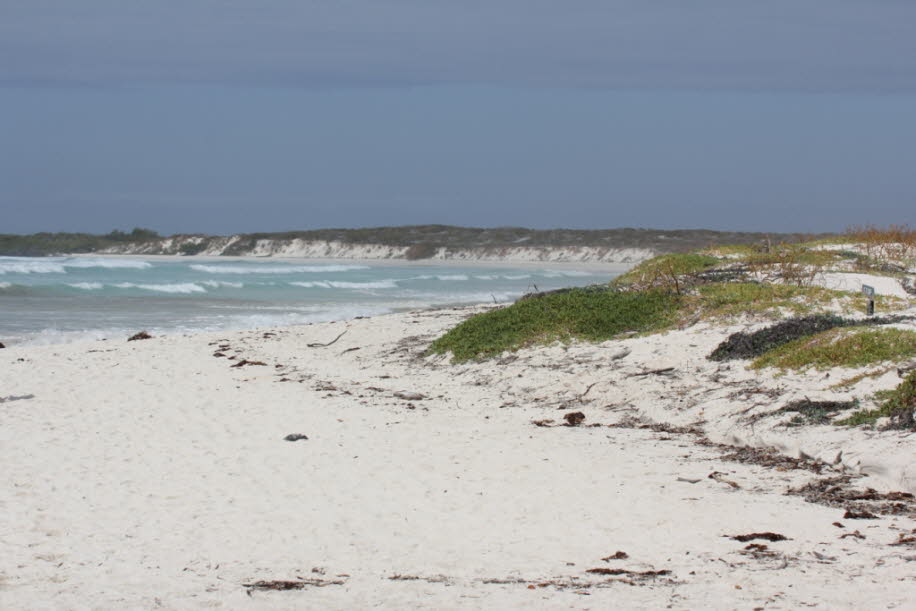 Strand der Meerechsen und Seelöwen bei Puerto Villamil Isla Isabela Galapagos   
