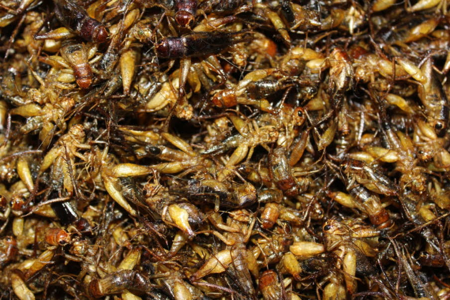 Insekten in einer Garküche