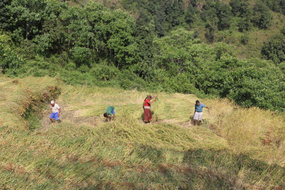 Trekking von Kande nach Panchaase Bhaniyang: ArbeiterInnen in den Reisterrassen bei der Ernte