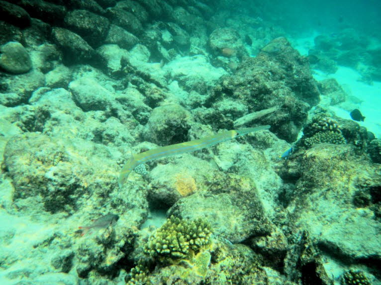 Tropetenfisch, eine von etwa vier Arten von extrem langen und schlanken gasterosteiformen Fischen, die die Gattung Fistularia bilden. Sie kommen in tropischen und gemäßigten küstennahen Meeresgewässern im Atlantischen, Pazifischen und Indischen Ozean vor,