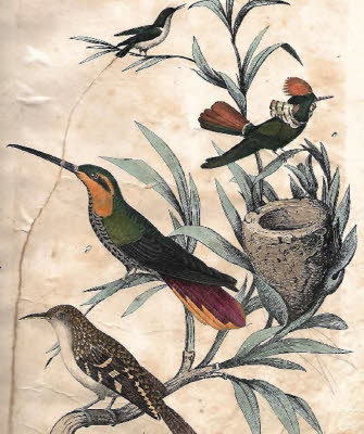 Schubert Tafel IX Kolibri