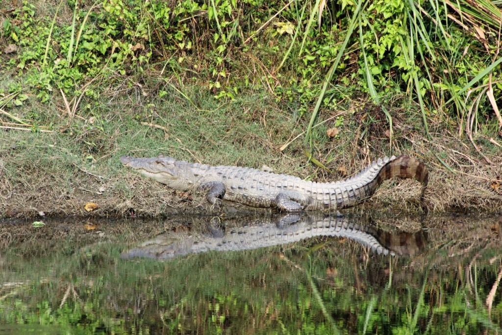 Gavial, eine seltene Krokodilart